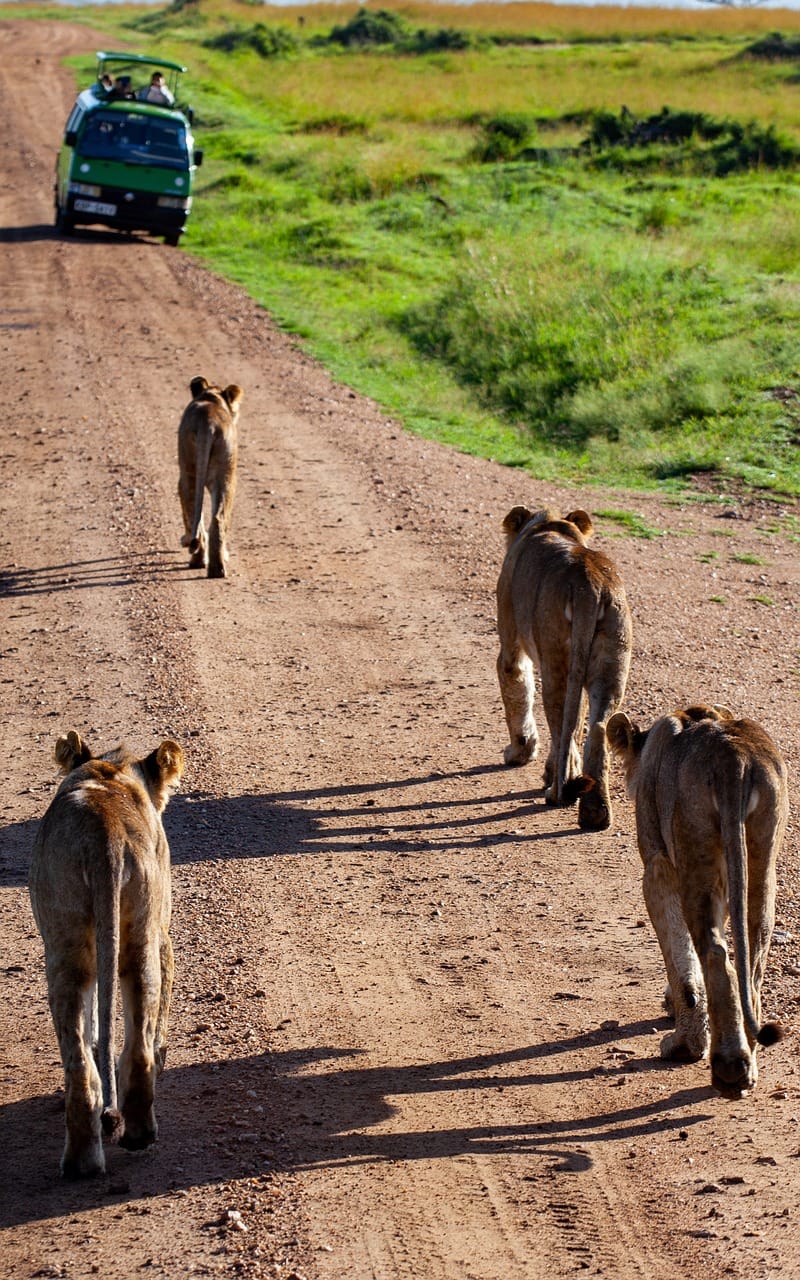 Best 3-day safari options 1 lion, automobile, kenya