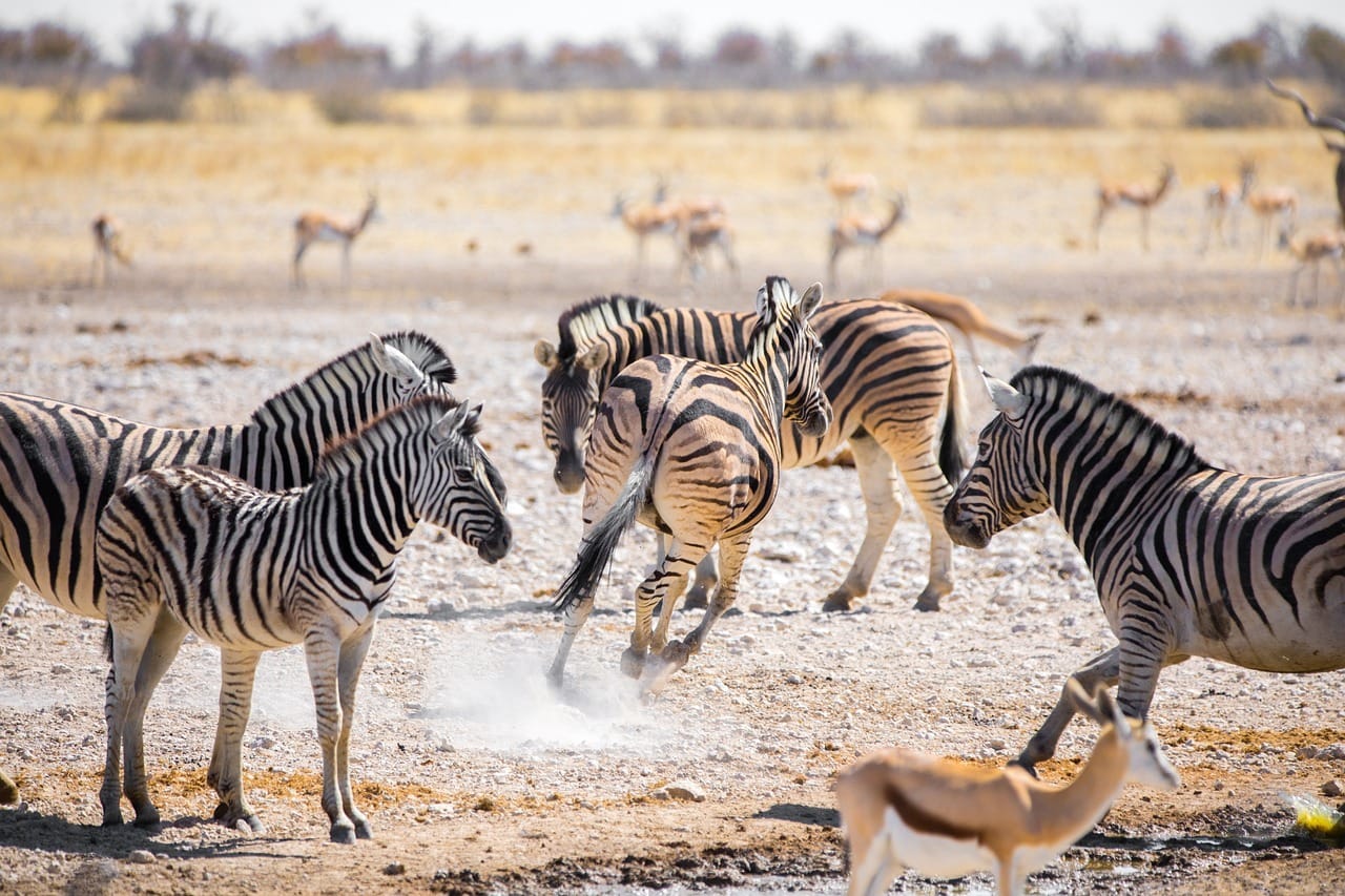 zebras, namibia, africa