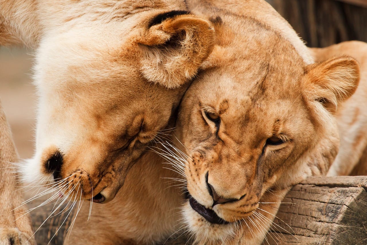 animals, lions, safari