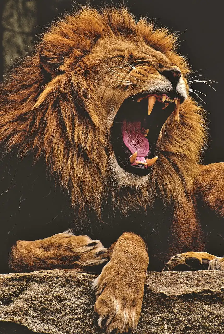 lion, animal, mane