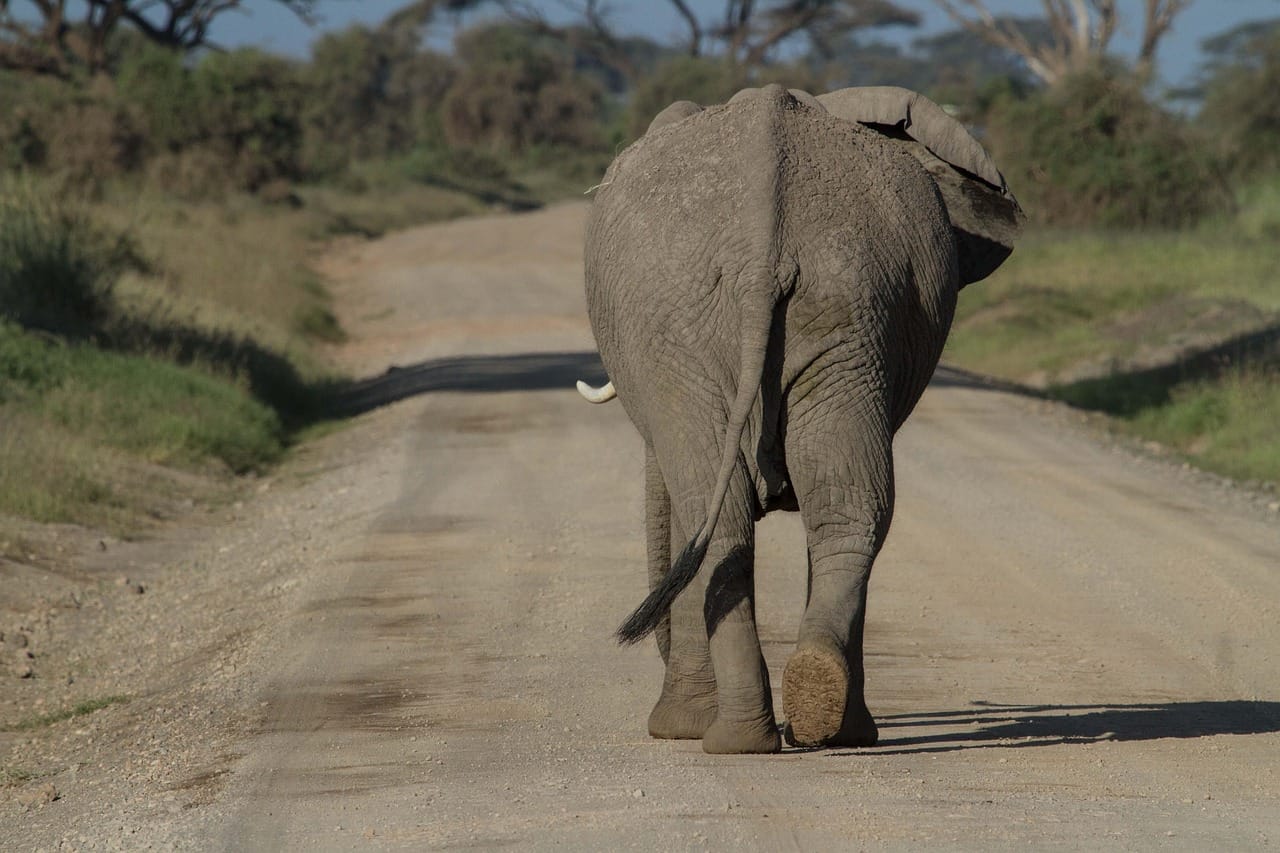 african bush elephant, elephant, animal
