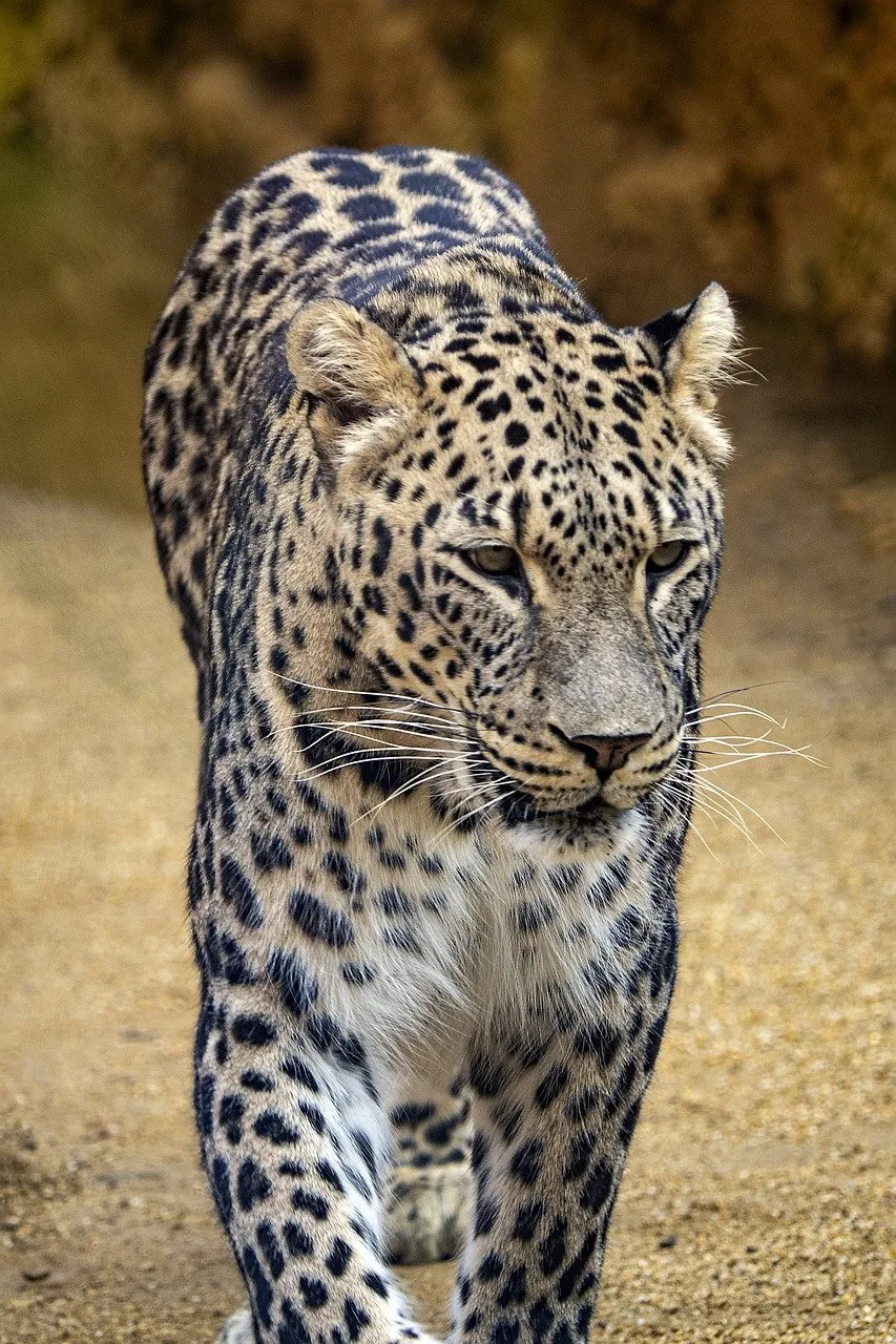 animal, carnivorous, feline