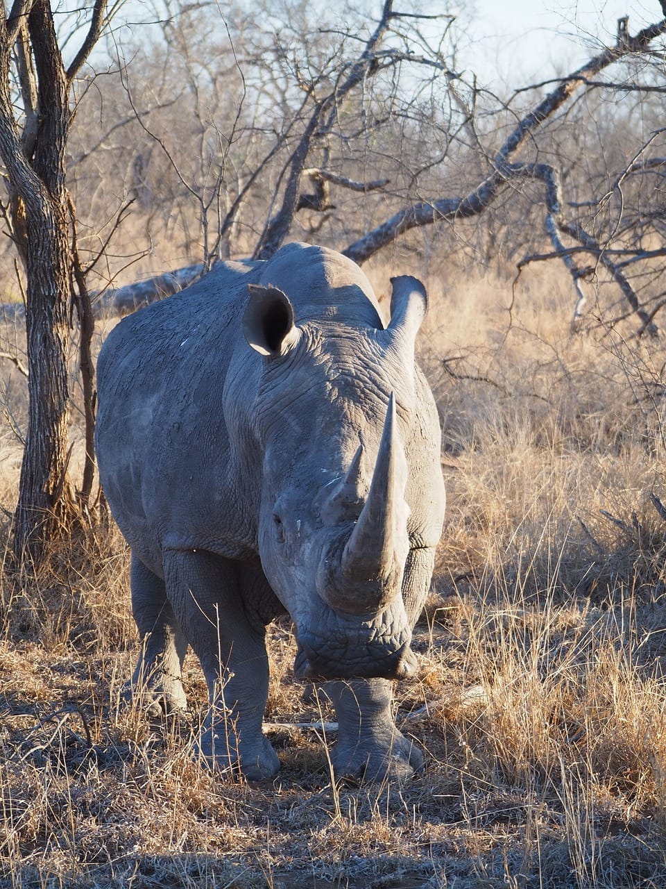 2-Day Family Safari Adventure in Northern Tanzania: A Fun and Educational Journey 1 rhino, horns, safari