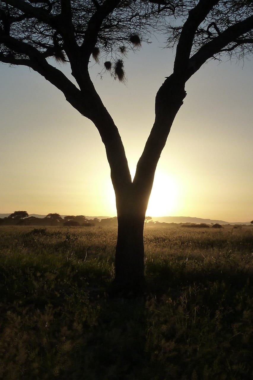 6-Day Mid-Range Safari with Cultural Village Add-On 1 tree, sun, sunset