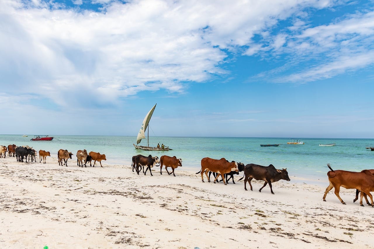 zanzibar, cows, cattle