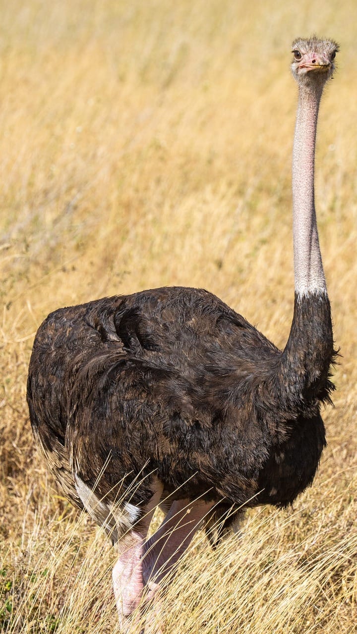 Tanzania Wildlife – A Guide to Unique Animals & Where to See Them 1 ostrich, animal, tanzania