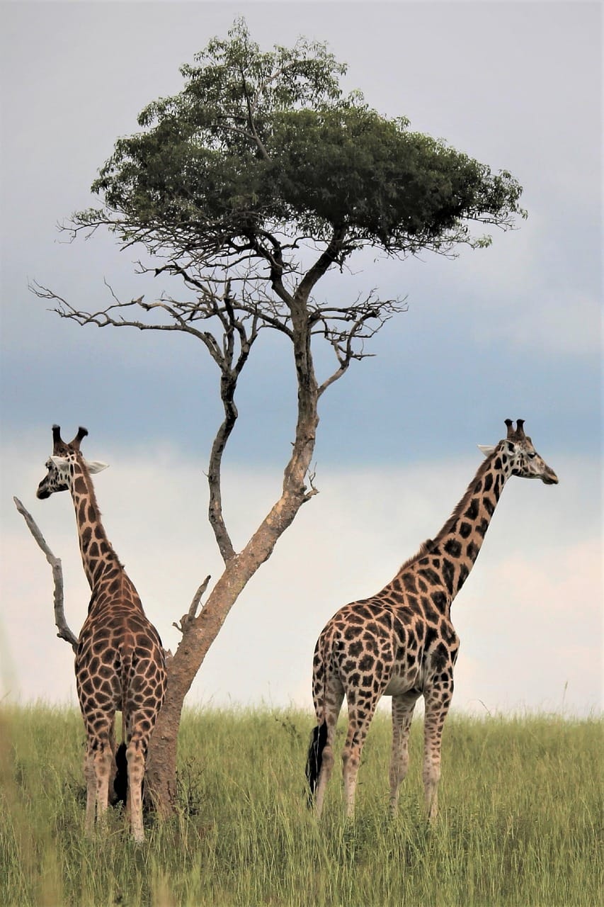 How Safari Tourism Helps Wildlife: A Vital Role in Conservation 1 tree, giraffes, fields