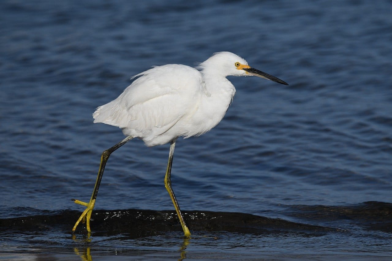 snow egret, bird, sea