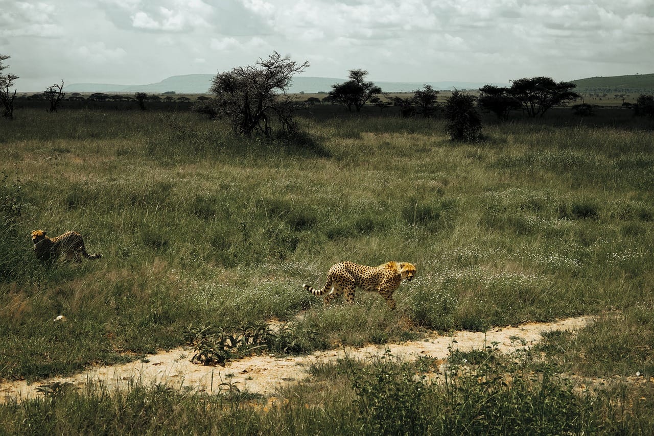 cheetah, chita, animal