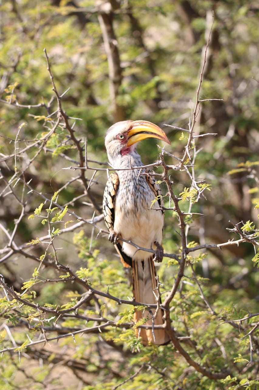 Best Time for Birdwatching in Tanzania: A Haven for Bird Enthusiasts 1 hornbill, bird, wildlife