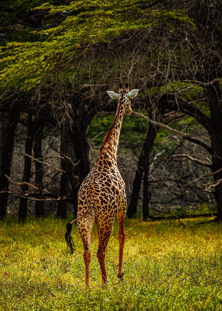 Christmas safari in Tanzania 1 animal, giraffe, mammal