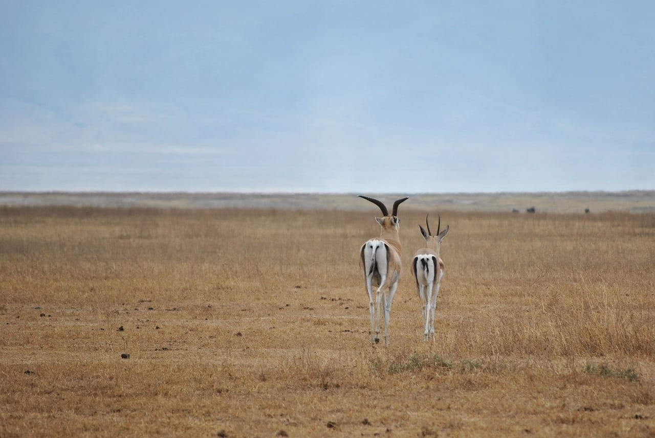 antelope, ngorongoro, crater