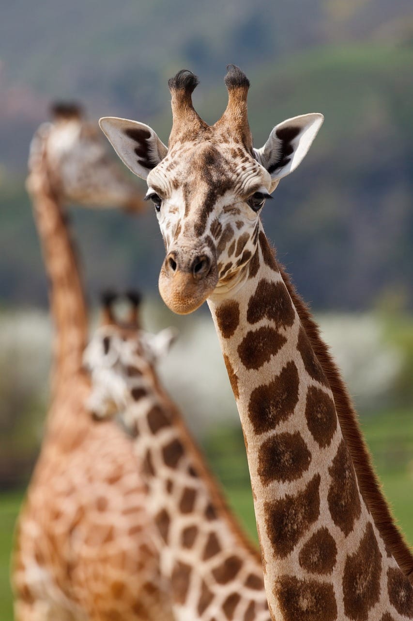 2-Day Private Safari with Big Five Highlights: Your Exclusive Wildlife Adventure 1 giraffe, animal, safari