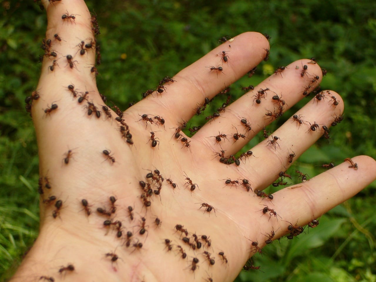 ants, wood ants, hand