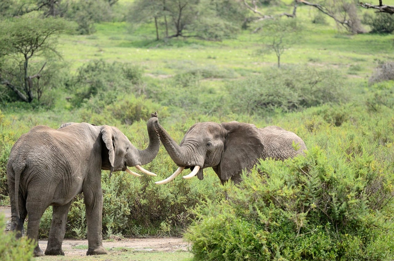 6-Day Private Safari for Small Groups 1 elephants, animals, safari