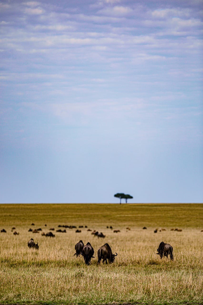 Serengeti migration tours and safaris 1 wildebeest, mammals, animals