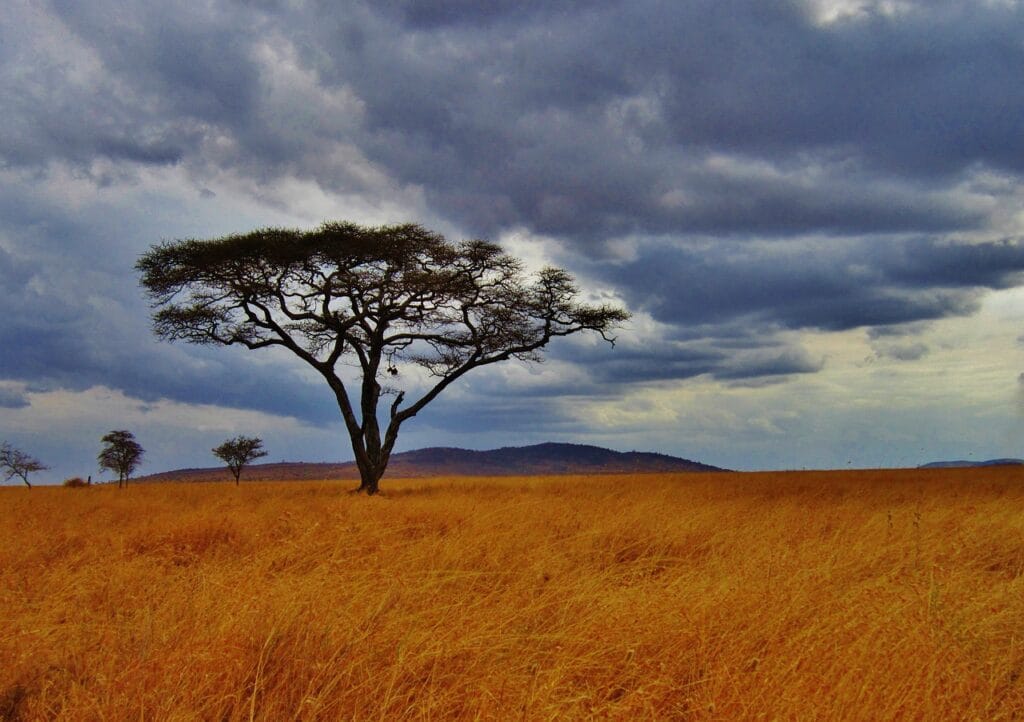 Seasonal discounts on Tanzania safaris 17 acacia tree, tanzania, safari
