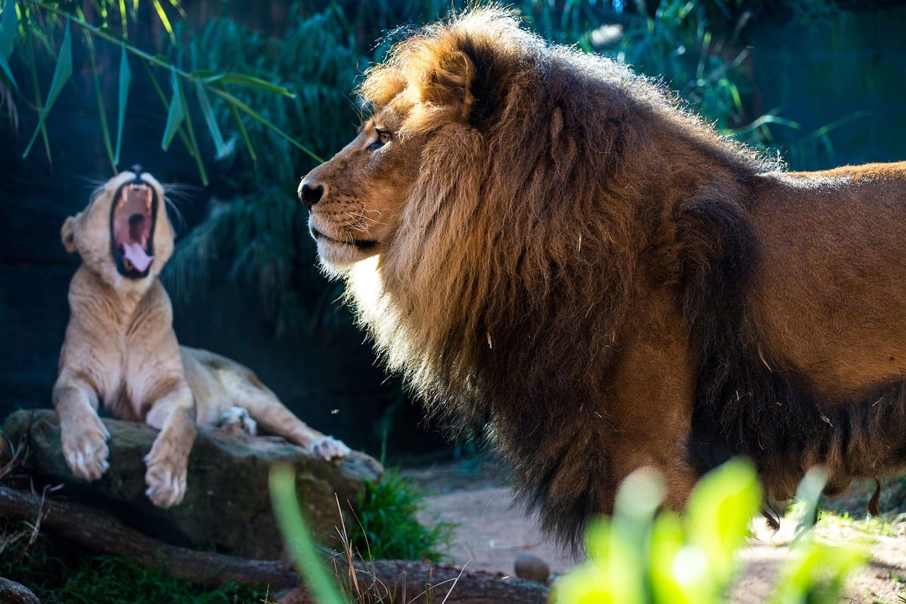 animal, lion, lioness