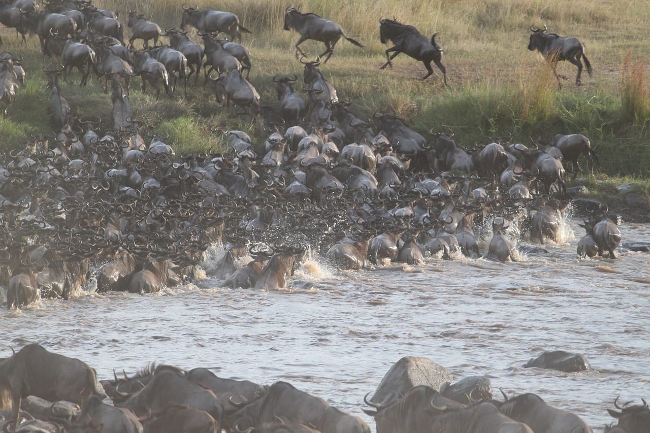 wildebeest migration, great migration, wildebeest