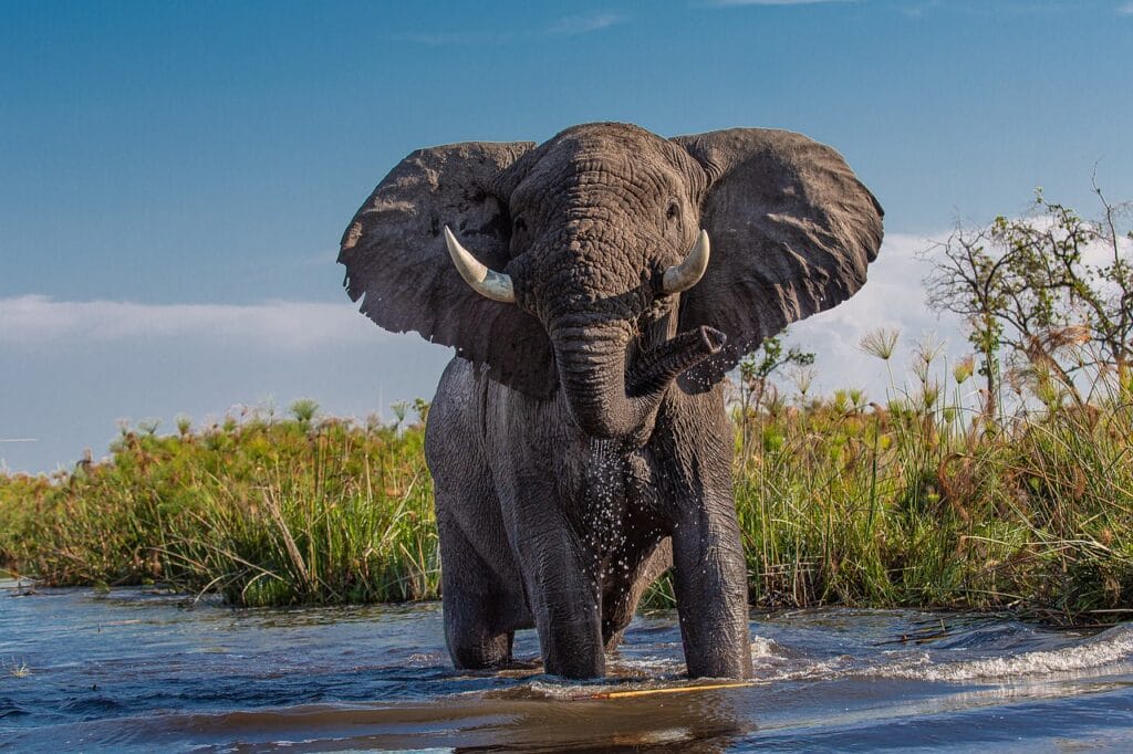 african elephant, africa, botswana