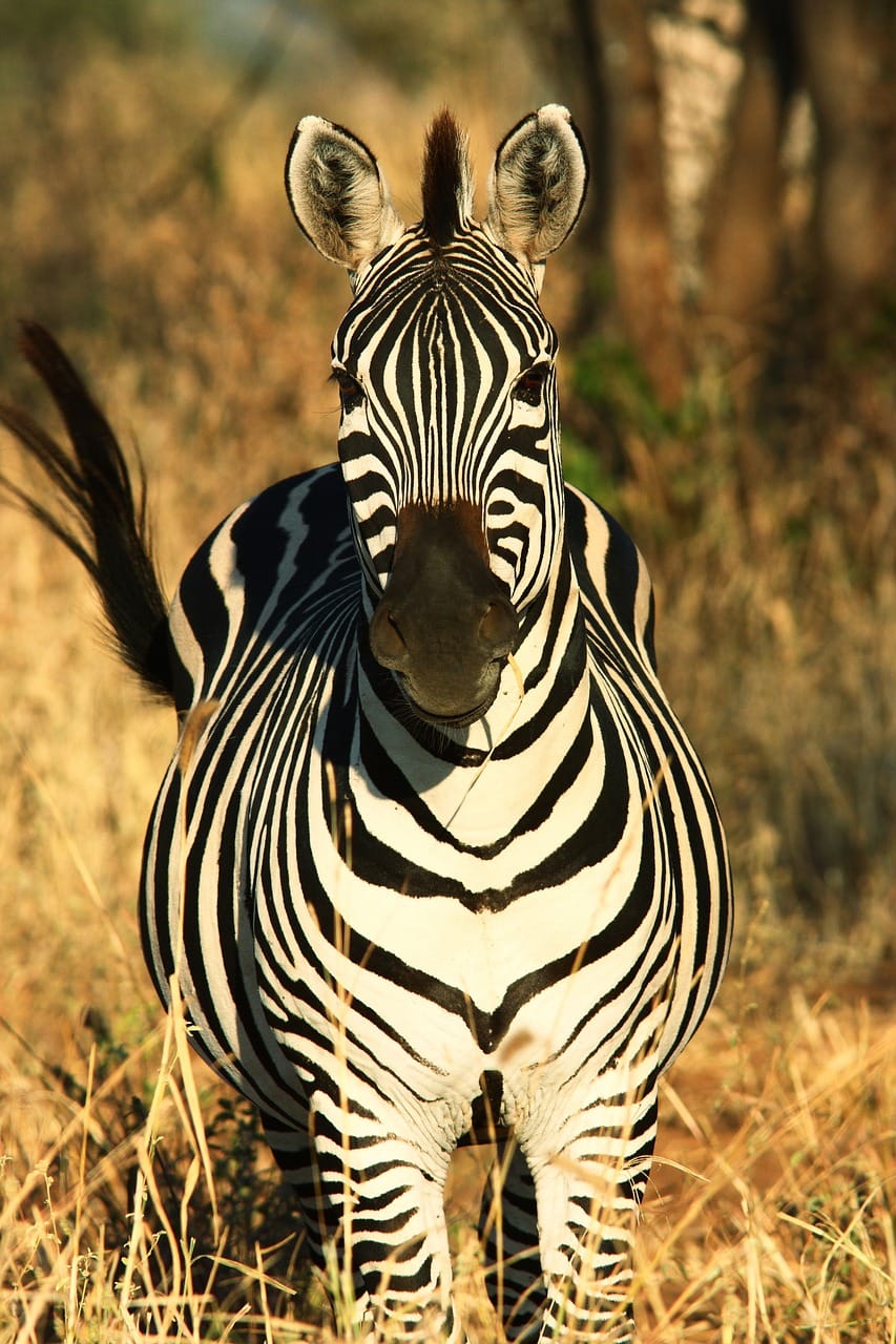 What to Expect in Katavi National Park: A Journey into Tanzania’s Untamed Wilderness 1 zebra, africa, wildlife