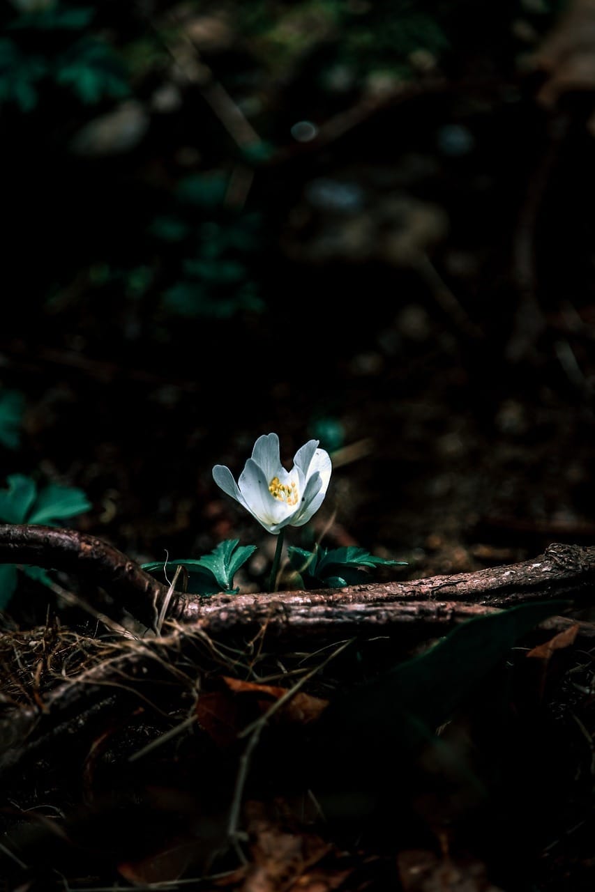 Benefits of sustainable tourism 1 flower, nature, green
