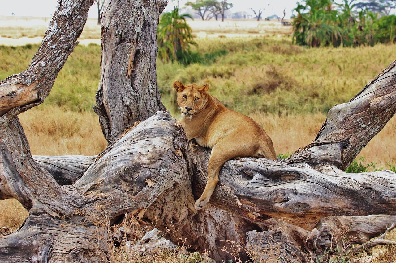 lion, tanzania, nature