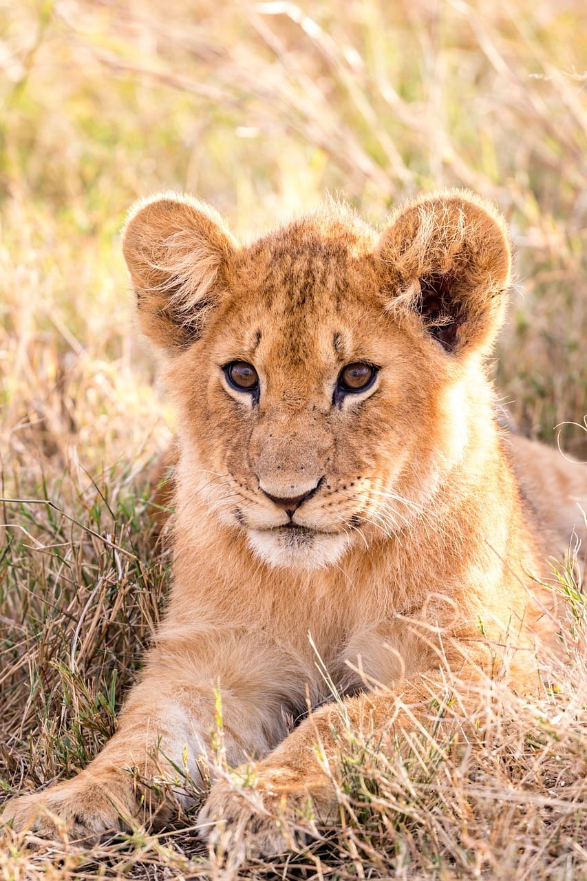Best Ethical Safaris in Africa: Travel Responsibly and Make a Difference 1 lion, cub, feline