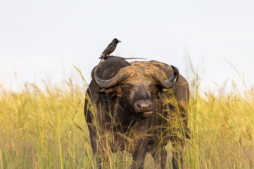 buffalo, bird, meadow