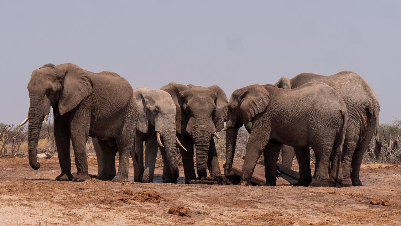 elephant, herd, animals