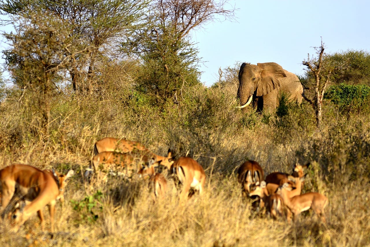 elephant, impala, gazelle