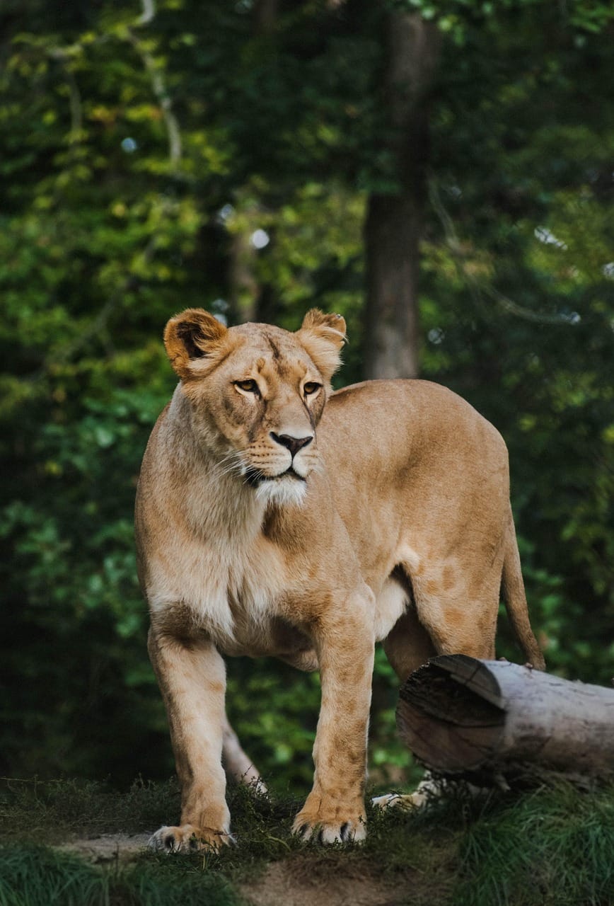 Off-Peak Safari Adventures for Fewer Crowds: Discover Tanzania’s Hidden Wonders 1 lion, animal, mammal