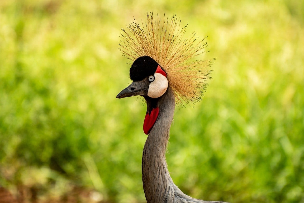 bird, crested crane, crane
