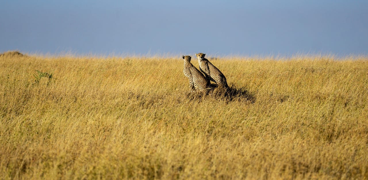 cheetah, wilderness, wildlife