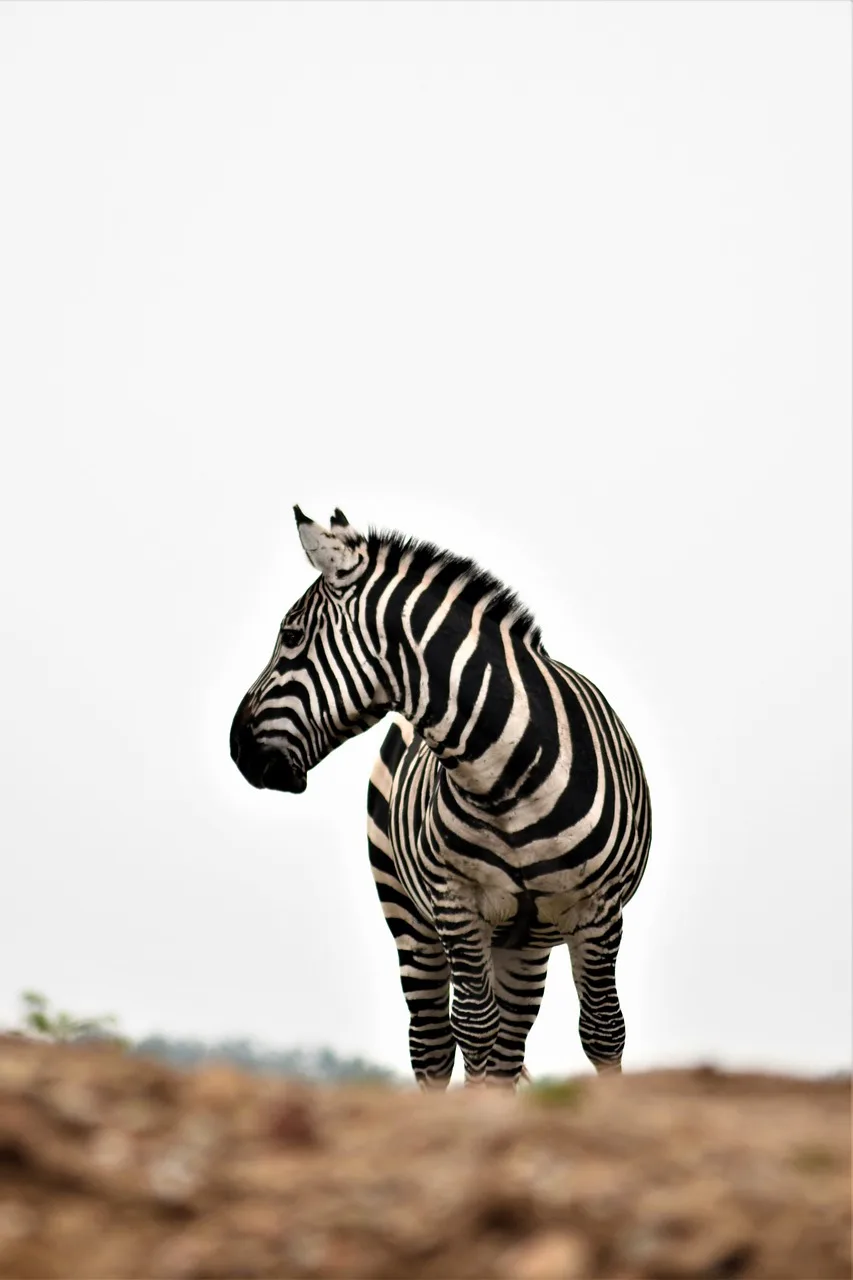 zebra, stripes, nature