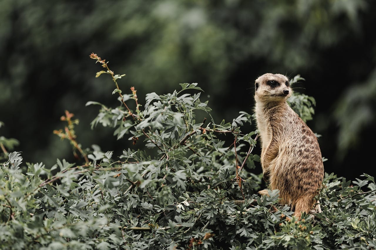zoo, meerkat, moody