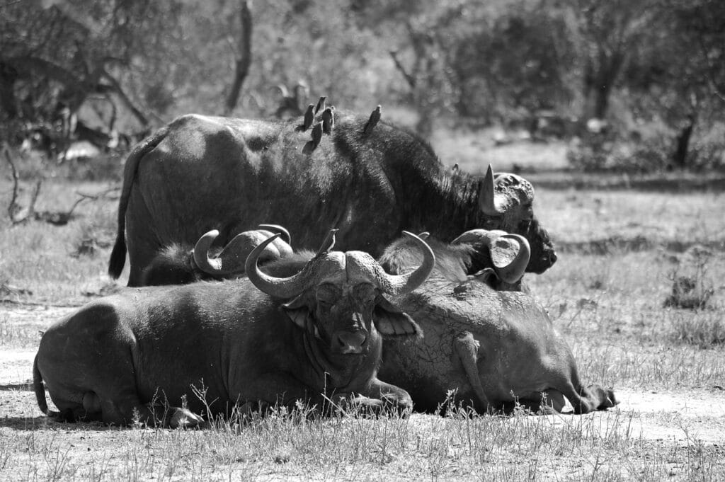 buffalo, africa, big five