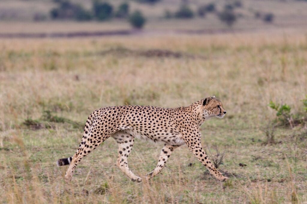 1-Day Exclusive Game Drive in Serengeti National Park 22 cheetah, animal, wildlife