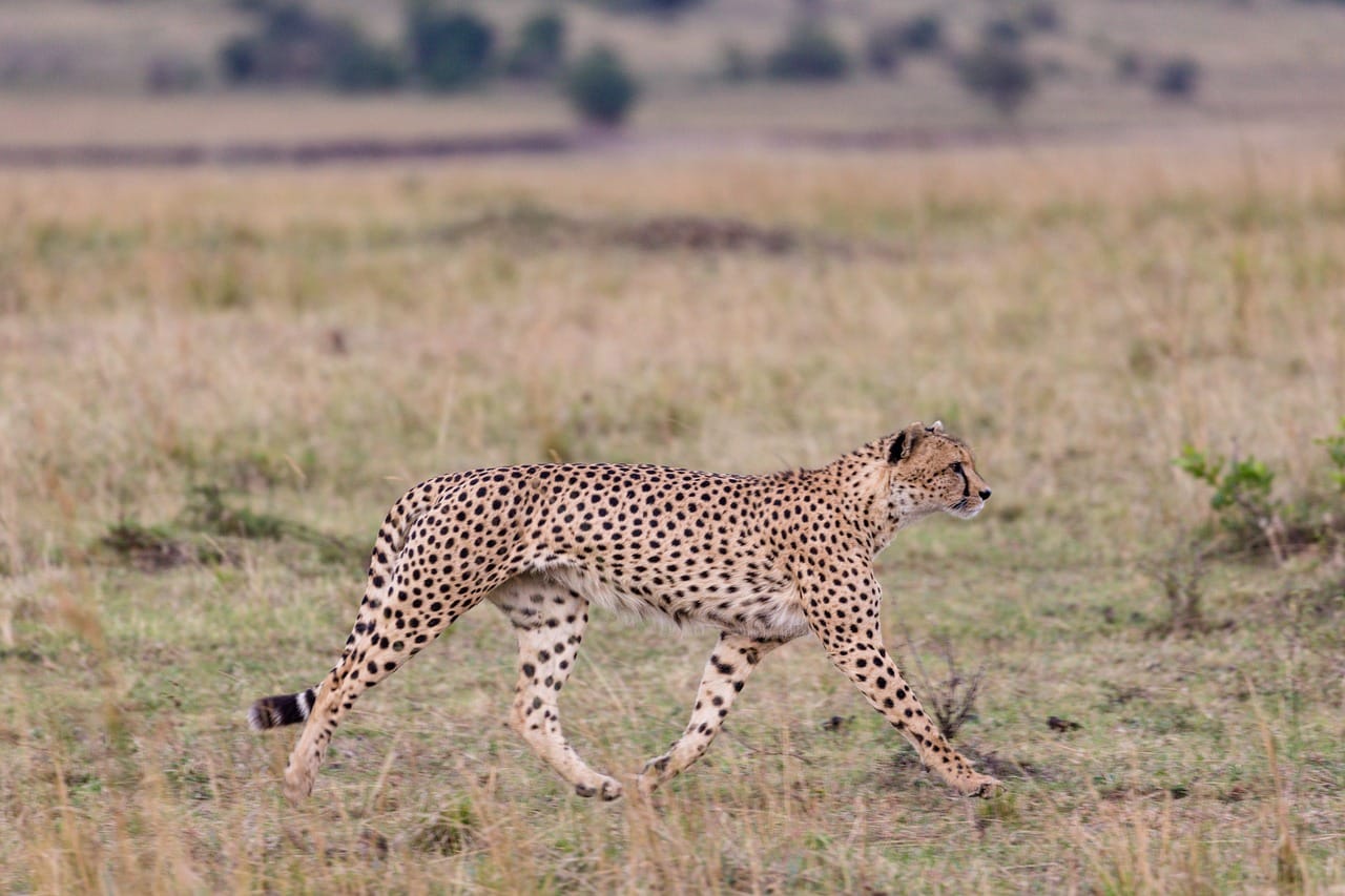 cheetah, animal, wildlife