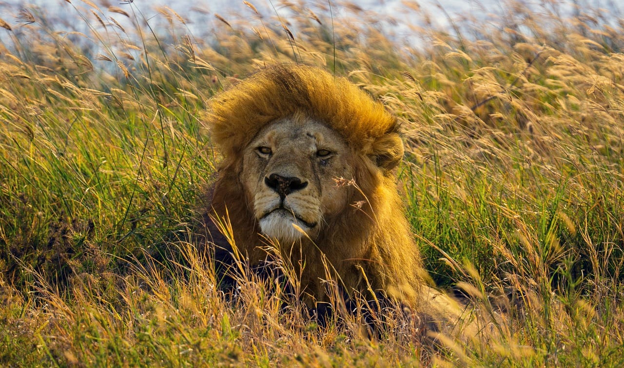 lion, wild cat, tanzania