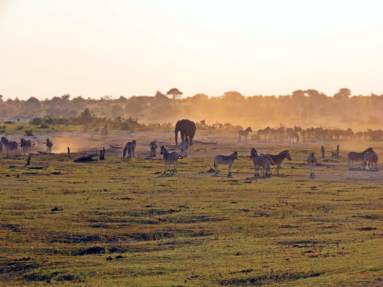 9-Day Tanzania Safari: Migration and Wildlife Highlights 1 wildlife, nature, migration