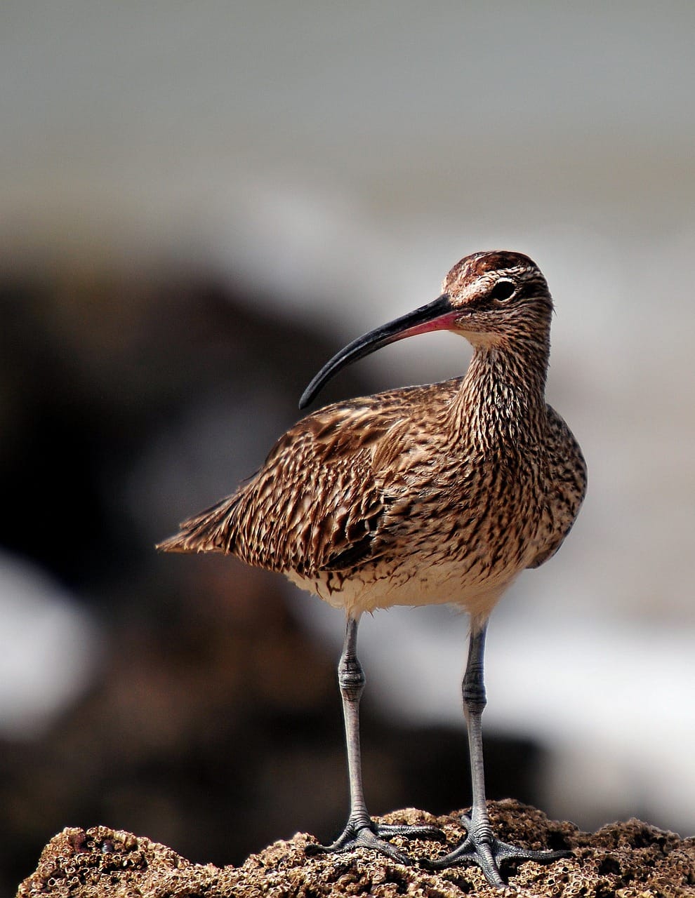 8-Day Serengeti Safari with Birdwatching Highlights 1 whimbrel, bird, eurasian whimbrel