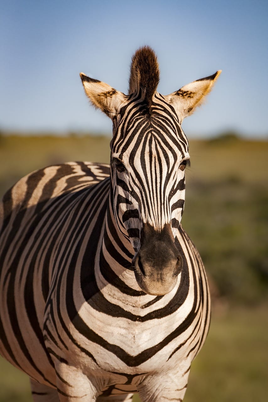 Itinerary for Tanzania’s Northern Circuit 1 zebra, equine, animal