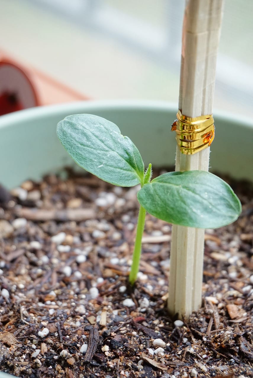 How to support conservation through tourism 1 cucumber, bud, potted plant