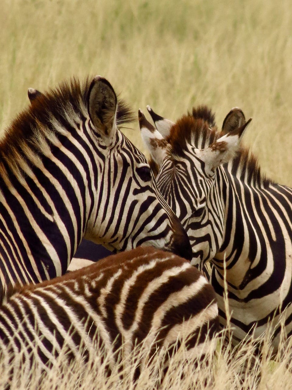 Seasonal discounts on Tanzania safaris 1 africa, tanzania, kenya