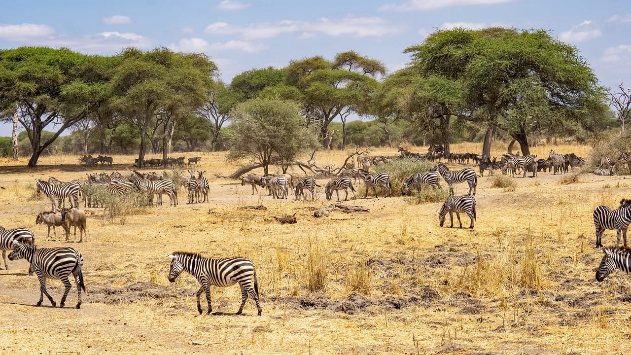 zebra, tanzania, animal