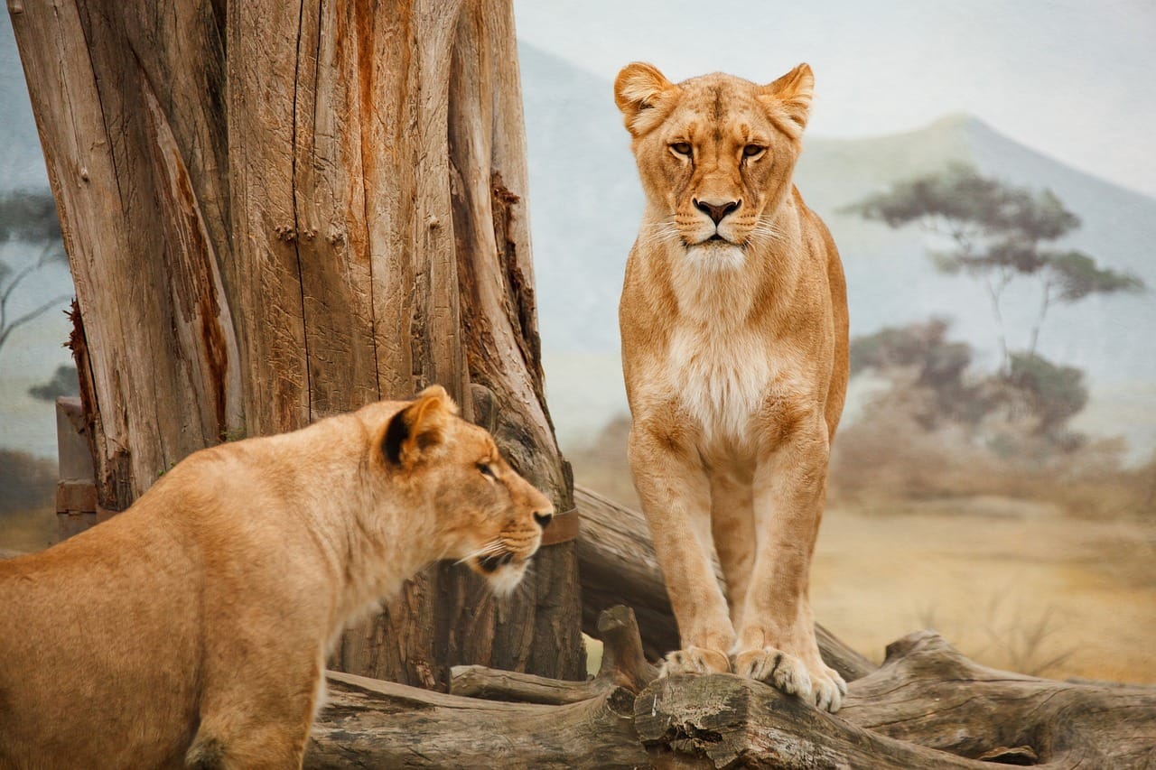 9-Day Cultural and Wildlife Safari Across Tanzania 1 lions, animals, zoo