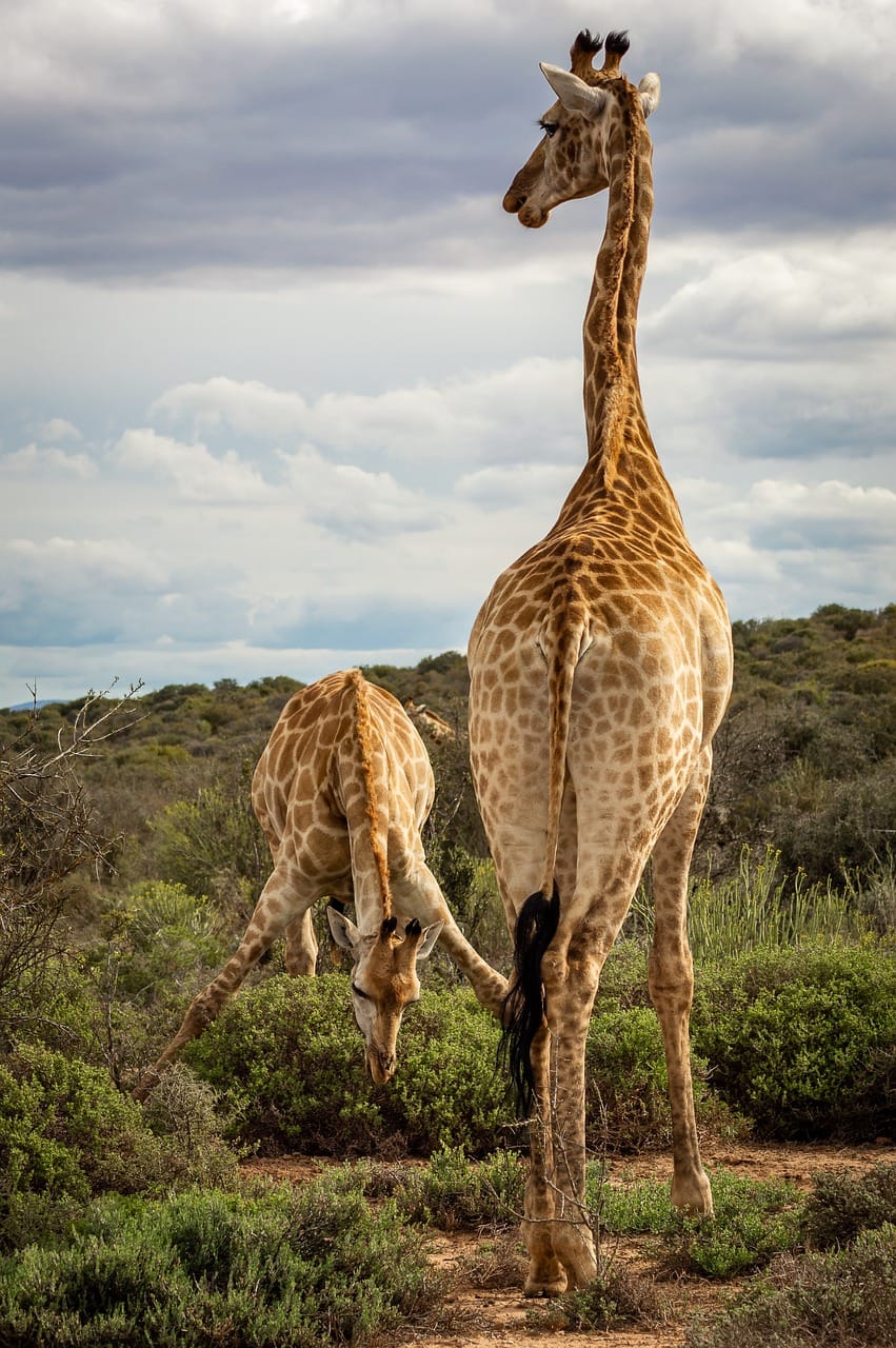 Planning a multi-destination trip including Zanzibar 1 giraffe, animal, nature
