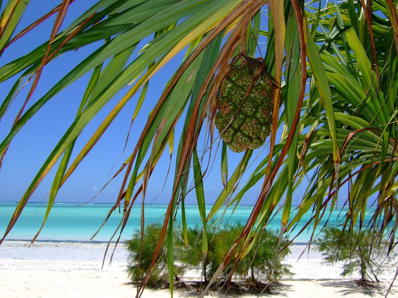 zanzibar, beach, sea