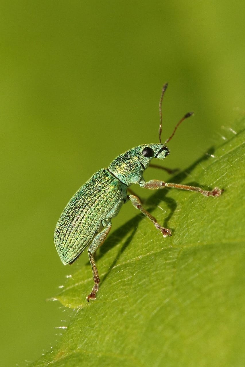 How to Avoid Insect Bites on Safari: Stay Protected in the Wild 1 beetle, insect, bug